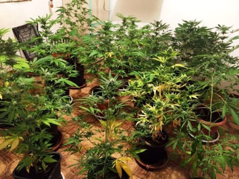 Nonnina con pollice verde, coltivava marijuana