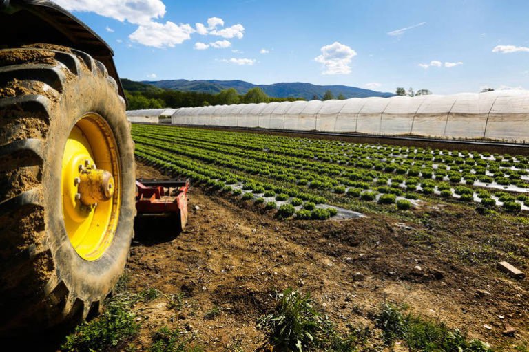fondi agricoltura investimenti bandi