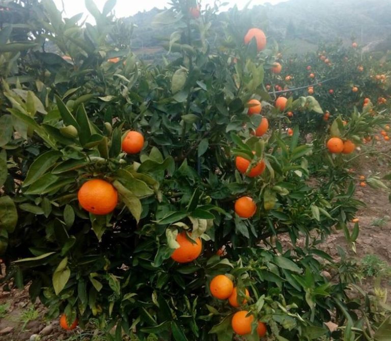 “Pagamenti agro-climatico-ambientali”, la Regione attiva sportello informativo