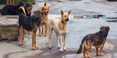 randagismo, emergenza a cosenza