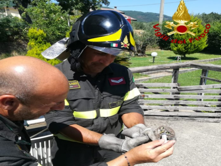 Rapace “incastrato” tra le linee telefoniche, salvato dai Vigili del Fuoco