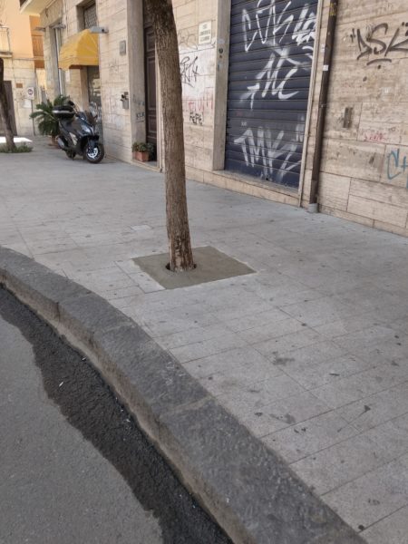 Alberi Santa Teresa