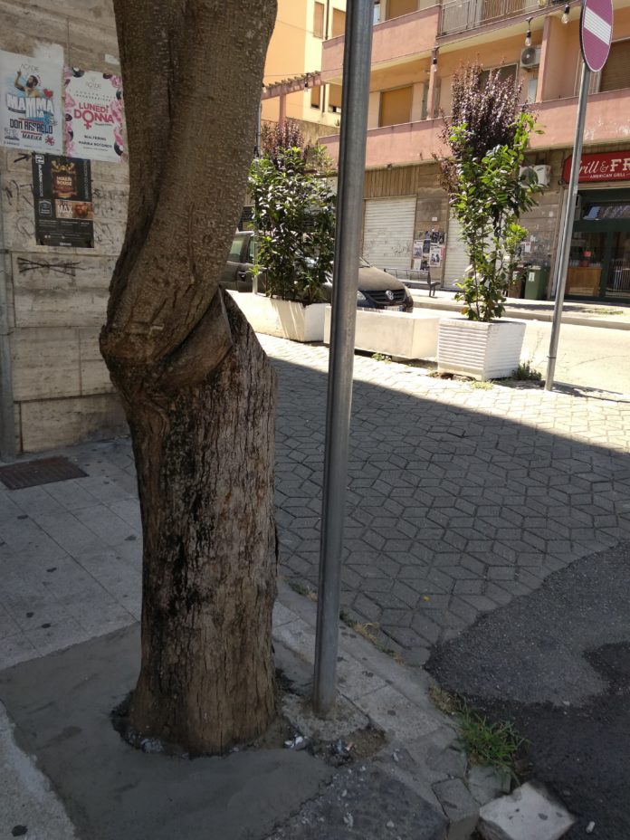 Alberi Santa Teresa