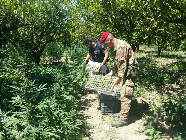 Due piantagioni di cannabis scoperte dai carabinieri. Ricavi per oltre 900mila euro