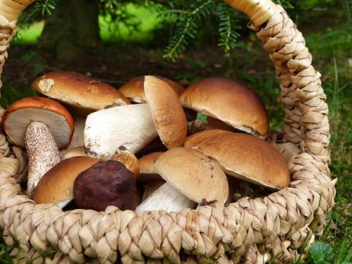 funghi settembre