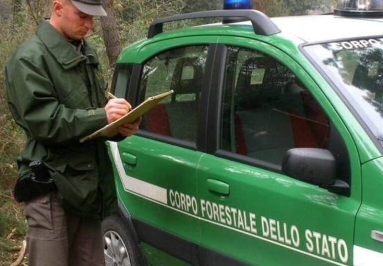 corpo forestali