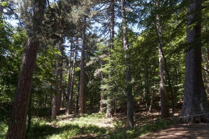 piantumazione-alberi-sila-natura-sci