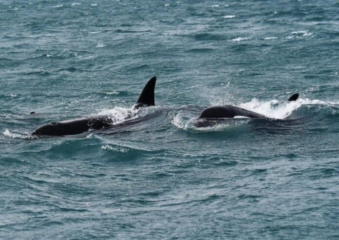 orche-scilla-mare-calabria