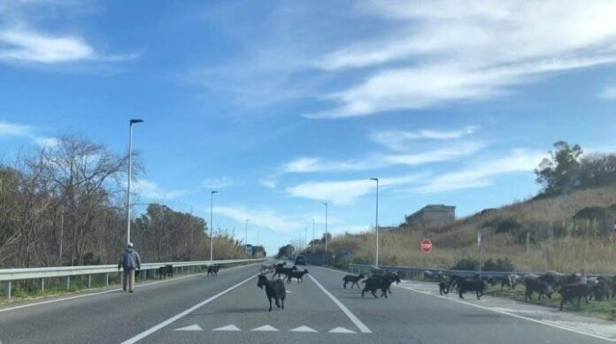 capre-strada-statale-106-ionica