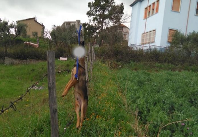 cane-impiccato-cassano-ionio-calabria