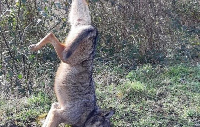 lupo-ucciso-appeso-palo-serre-vibonesi