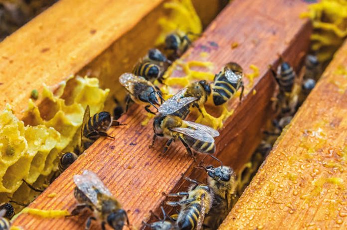 fondi regione calabria per produttori calabresi apicoltura