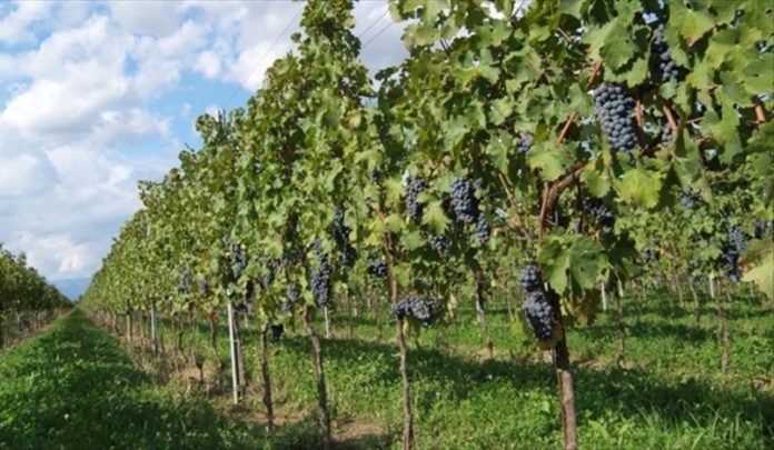 finanziamenti-vigneti-calabria