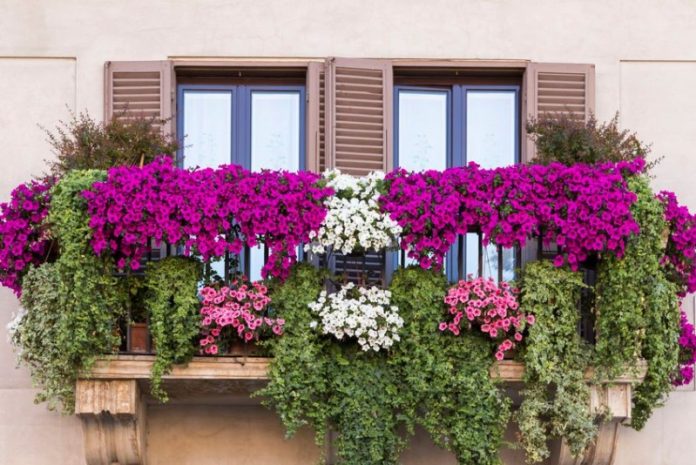 città in fiore catanzaro