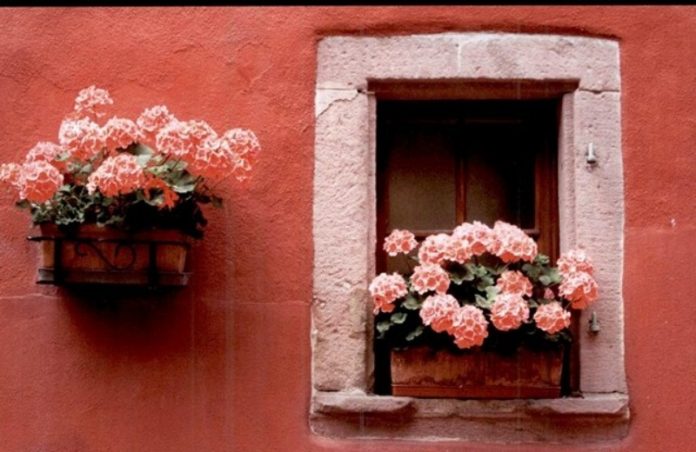 città in fiore cosenza