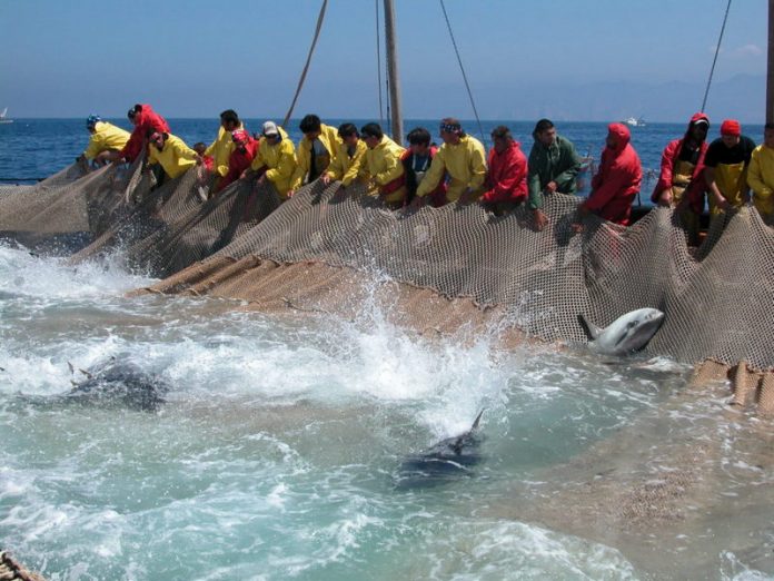 quote pesca tonno rosso penalizzano la calabria