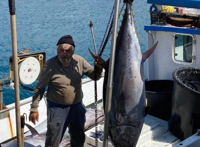 quote tonno rosso Il Ministero accoglie osservazioni e richieste della Regione Calabria