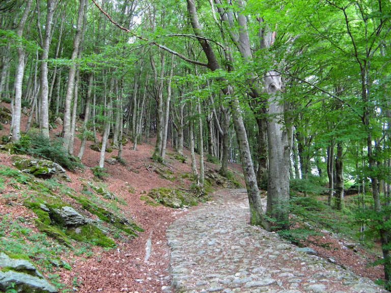 fondi psr calabria per patrimonio forestale