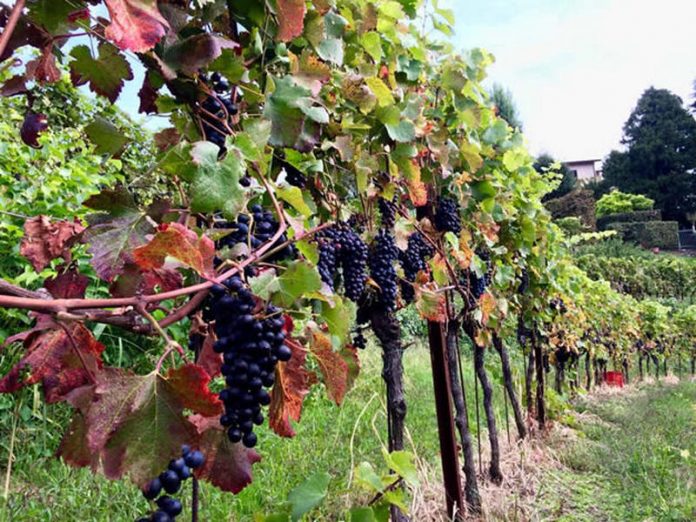 Più di un milione di euro per sostenere il comparto vitivinicolo oggi in stato di crisi