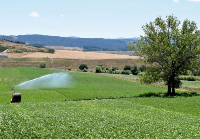 campo patate in Sila