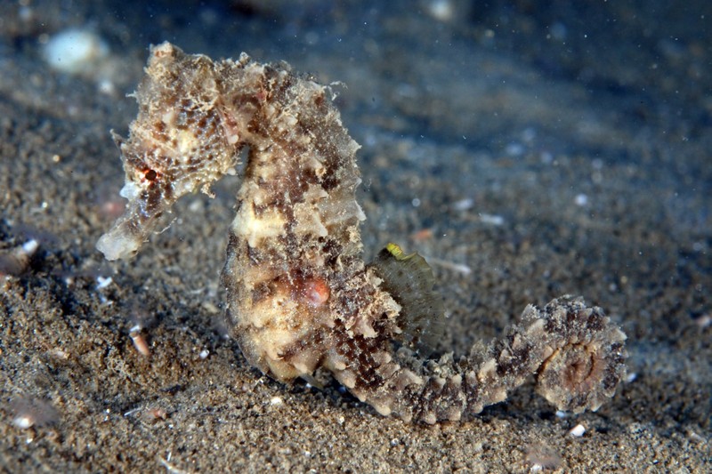 ippocampo cavalluccio marino