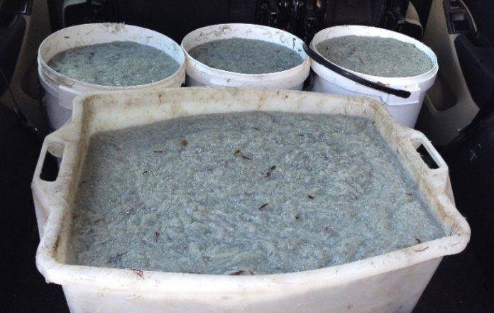 ok pesca bianchetto calabria