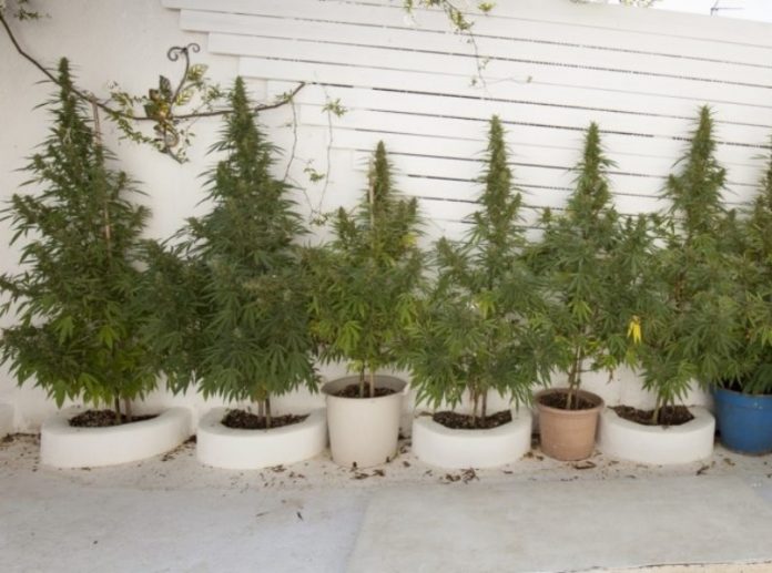 piante marijuana sul terrazzo