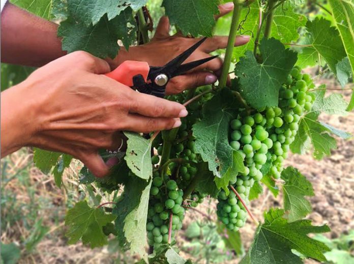 Aiuti per produttori di uve per vino generico, ma pure Igt e Doc