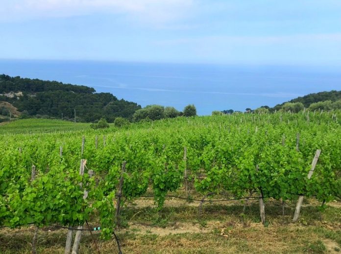 azienda Agricola Tenuta del Castello