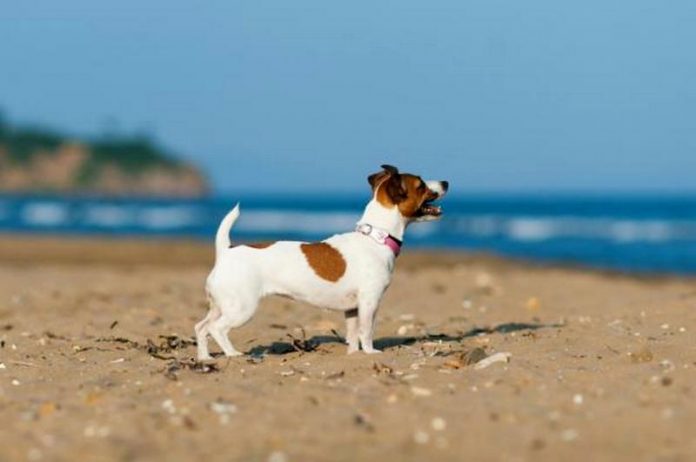 cane in spiaggia