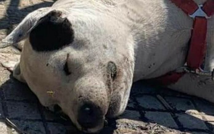 cane morto cosenza