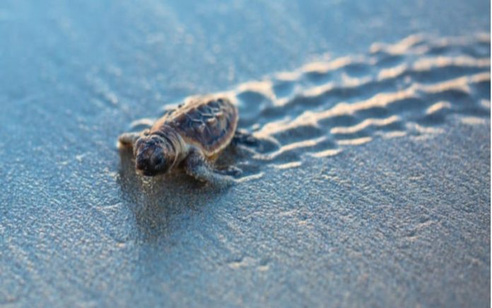 caretta caretta calabria