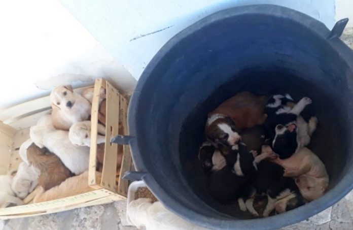 cuccioli cane abbandonati