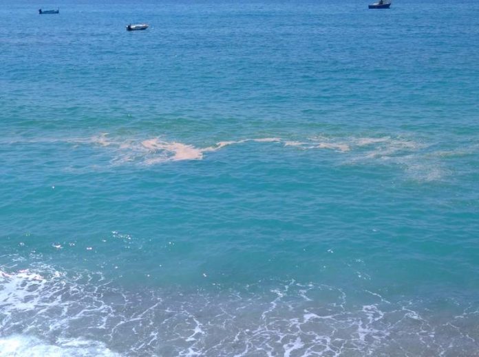 batterio intestinale mare sporco