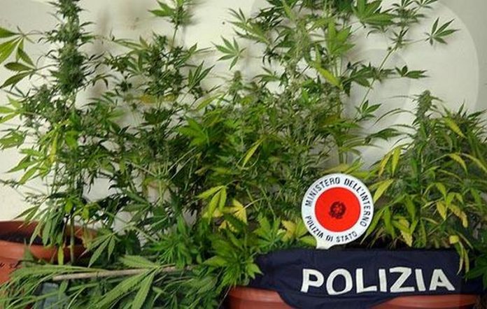 piante marjuana coltivate sul balcone