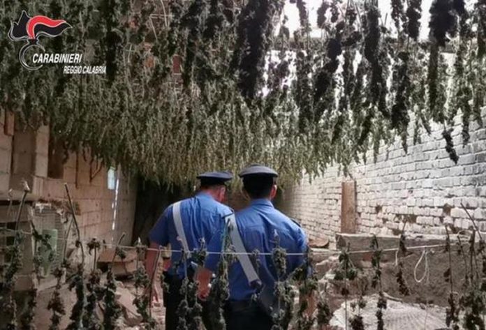 taurianova sequestro 7000 piantine marjuana