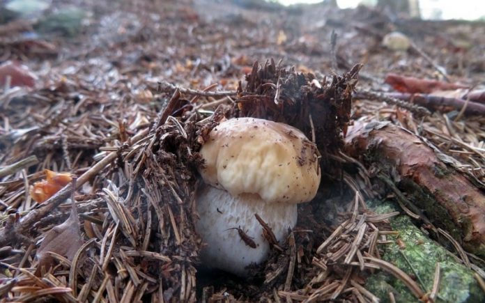 funghi calabria