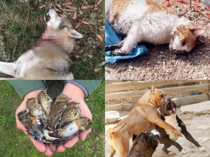reati contro animali