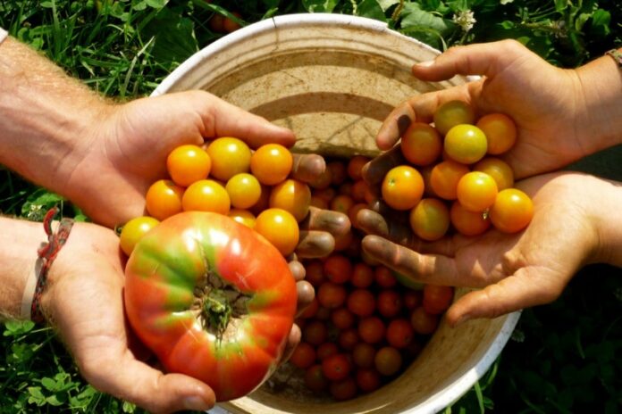 fondi per agricoltura biologica