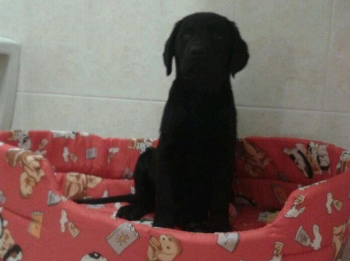 congedo per animali domestici
