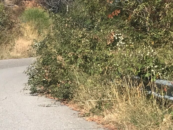 strada provinciale scala coeli san giovanni in fiore