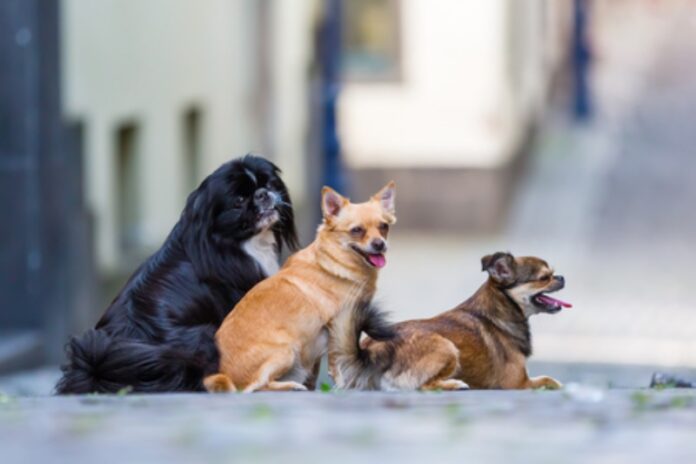 cani salvati dalla Polizia