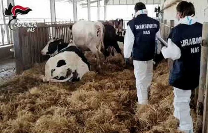 controllo nas animali