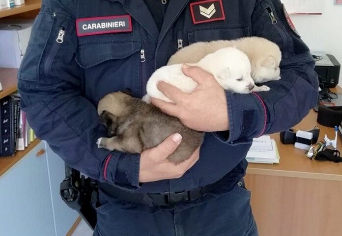 cuccioli maltrattati scalea