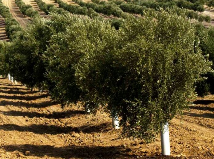 piante ulivo distrutte