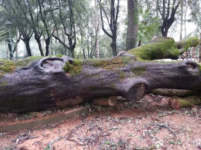 alberi tagliati villa vecchia Cosenza