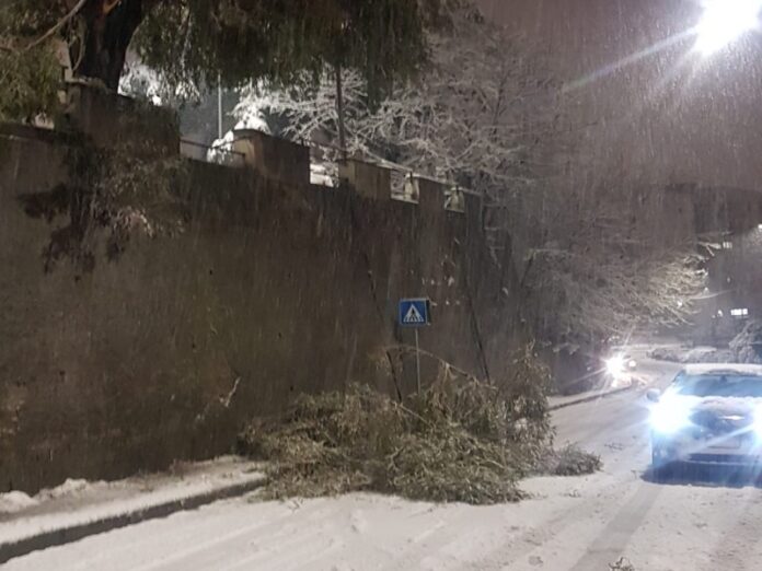 neve cosenza