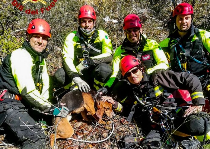 cane salvato dai vigili del fuoco