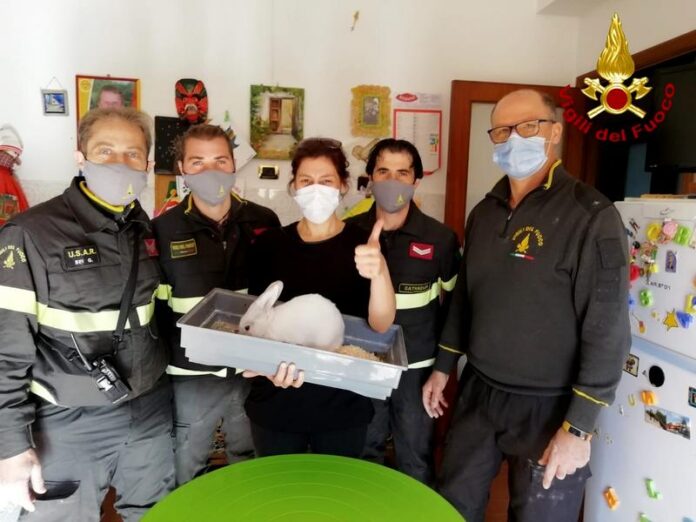 coniglio salvato vigili del fuoco