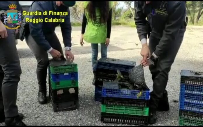 gdf sequestra e libera oltre 1000 uccelli